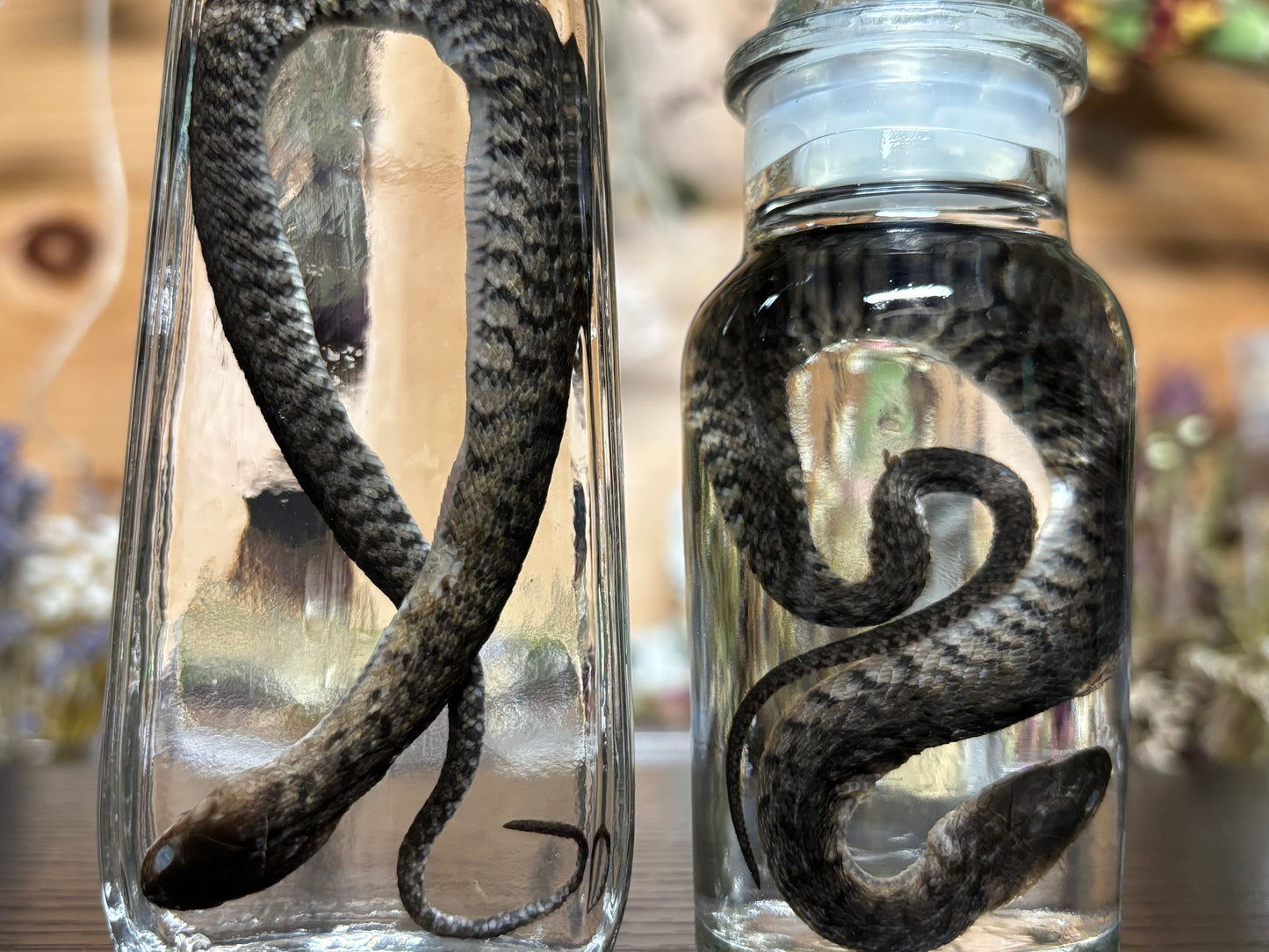 baby water snake wet specimens