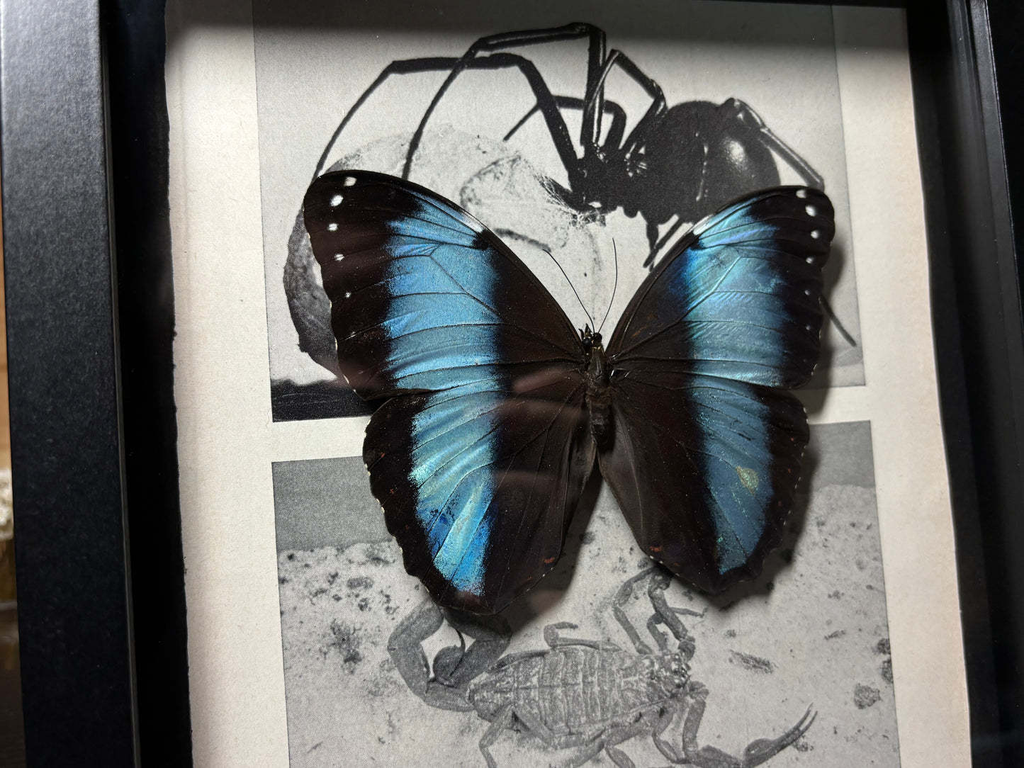 banded blue morpho frame