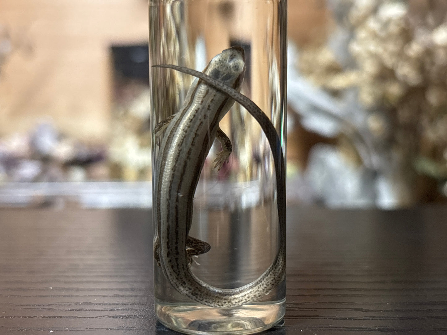 little brown skink wet specimen