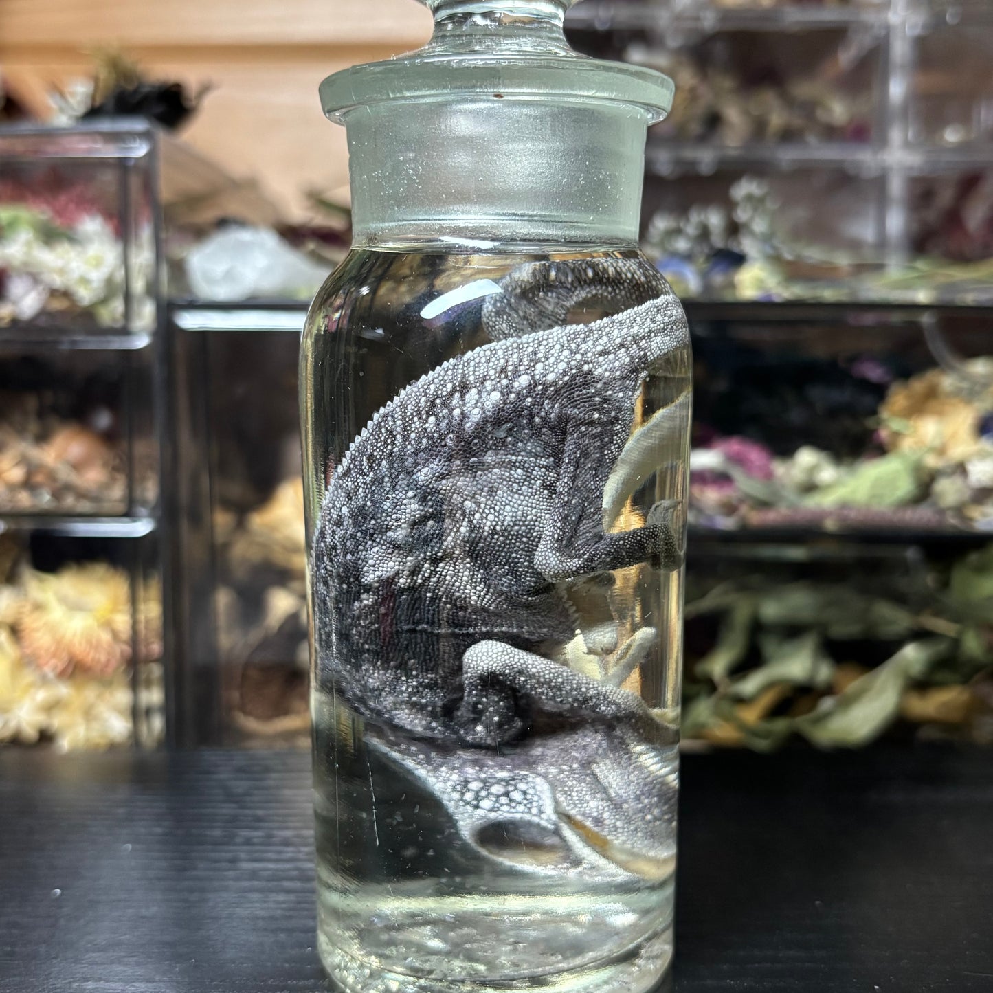 panther chameleon wet specimen