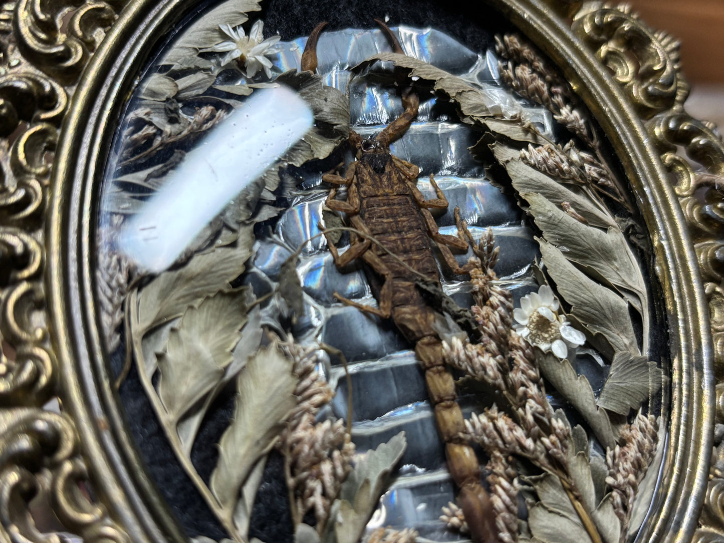 golden scorpion ornate frame