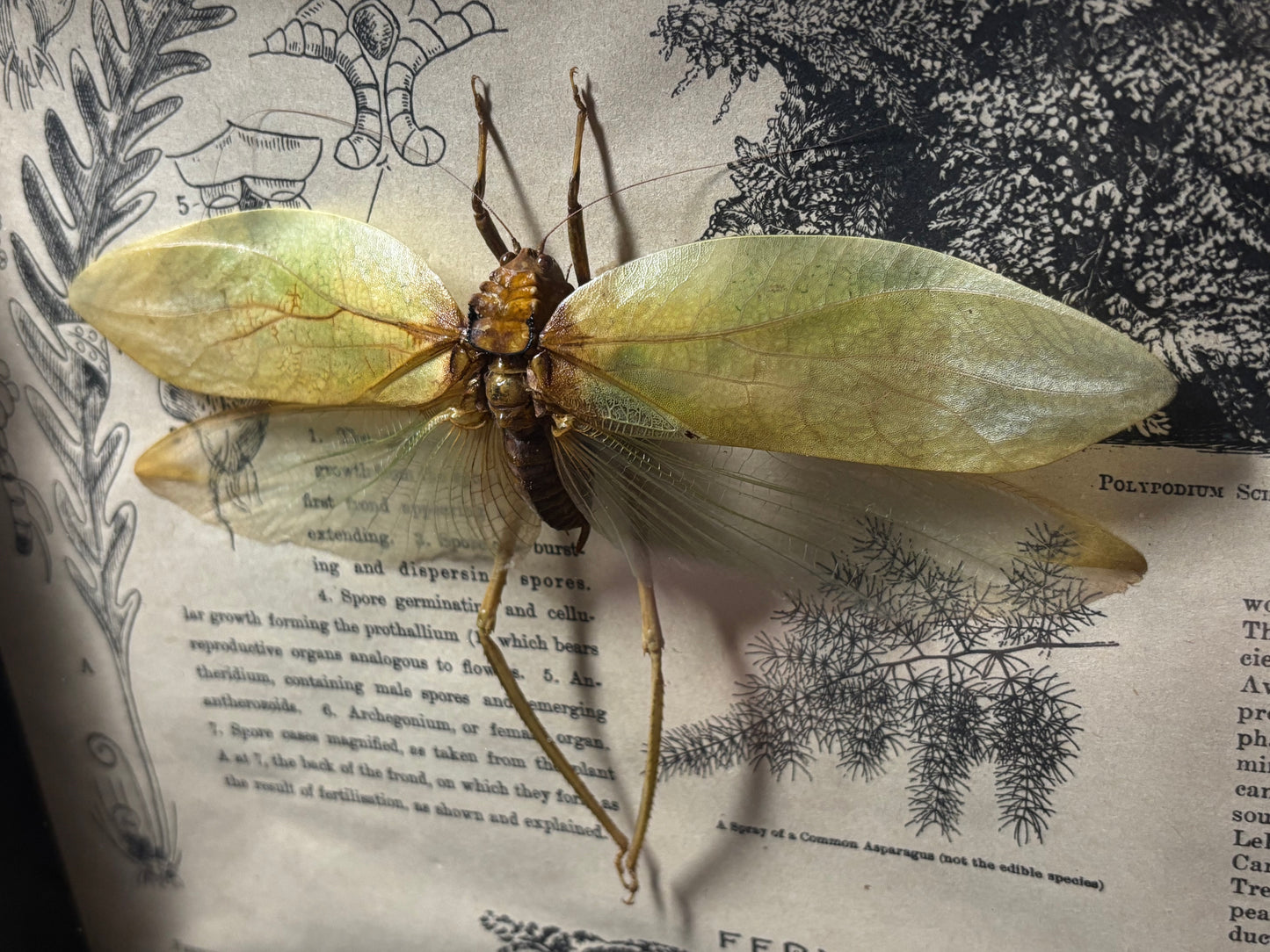 large leaf katydid frame