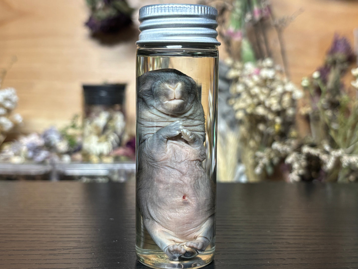 deformed newborn rabbit (3.5”) wet specimens