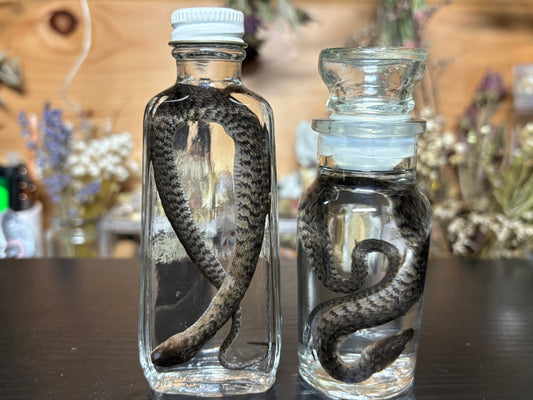 baby water snake wet specimens