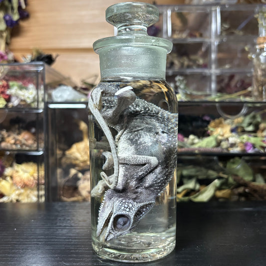 panther chameleon wet specimen