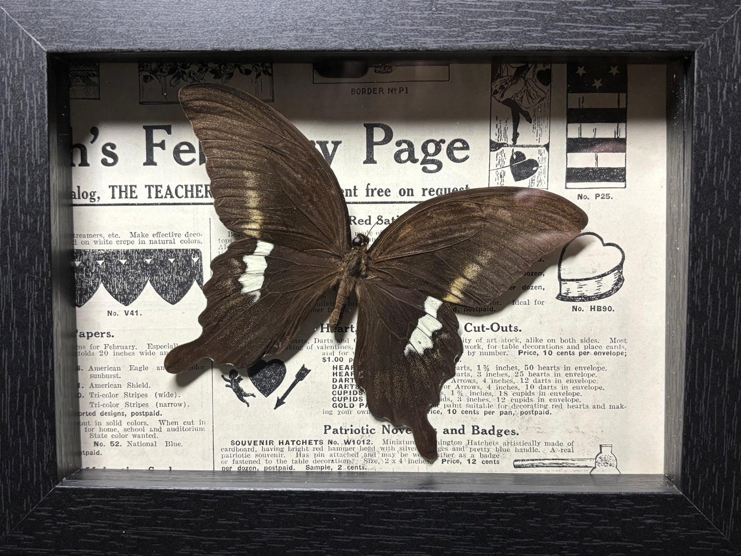 black swallowtail butterfly frame