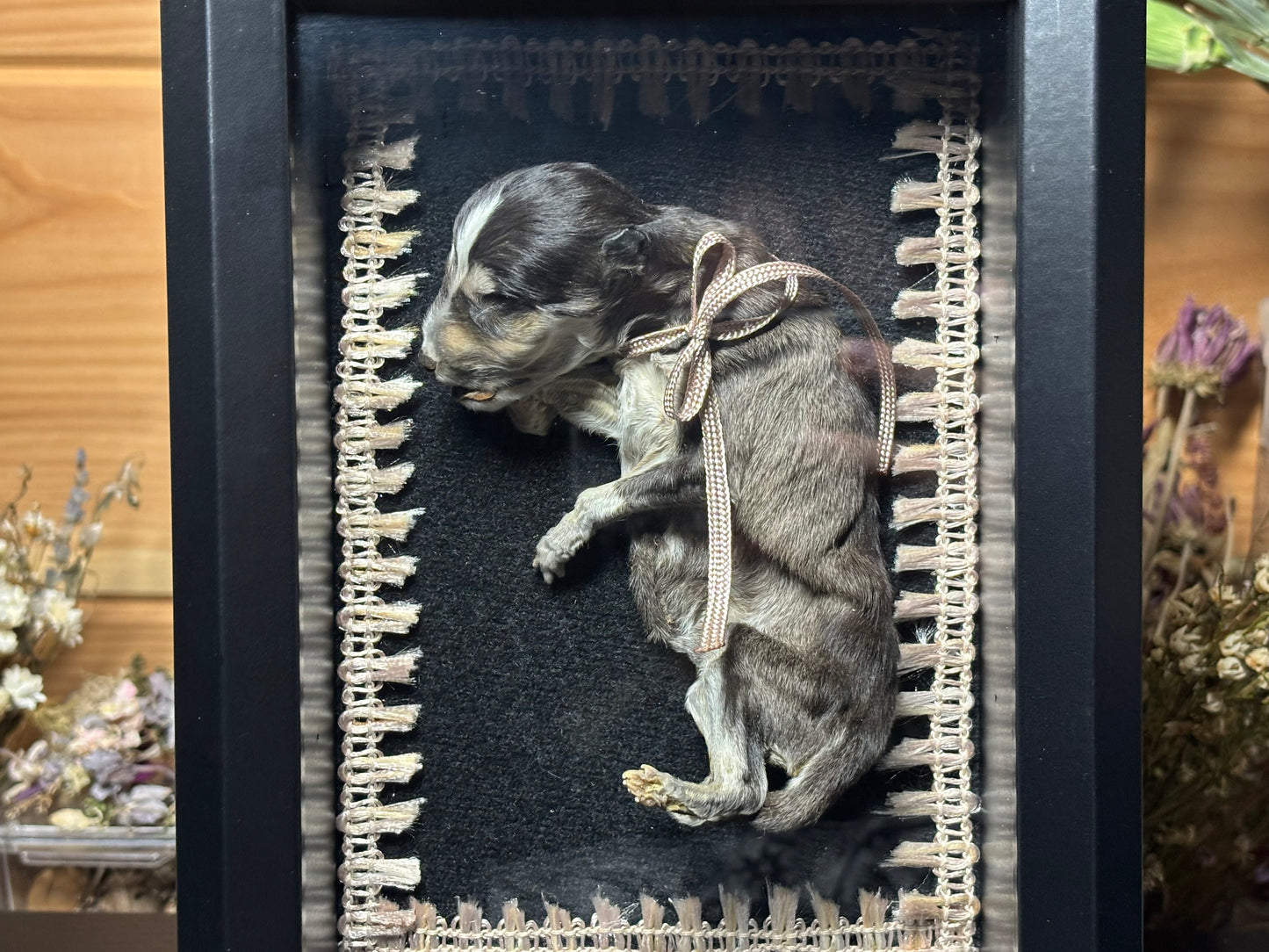 mummified klee kai puppy frame