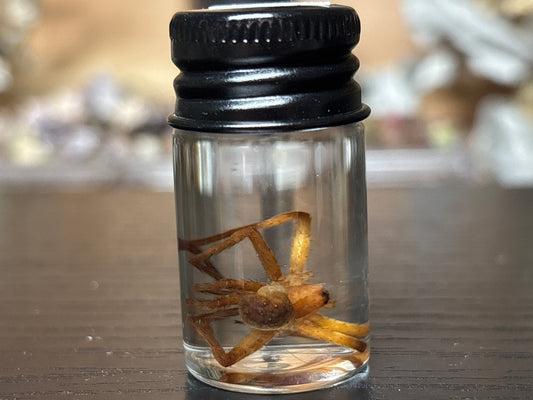 nursery web sider wet specimen