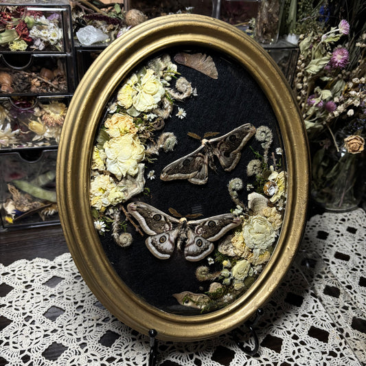 pair of b&w saturn moths vintage frame