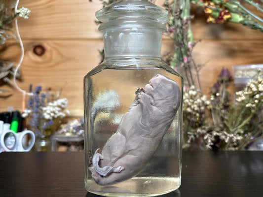 fetal beaver wet specimen
