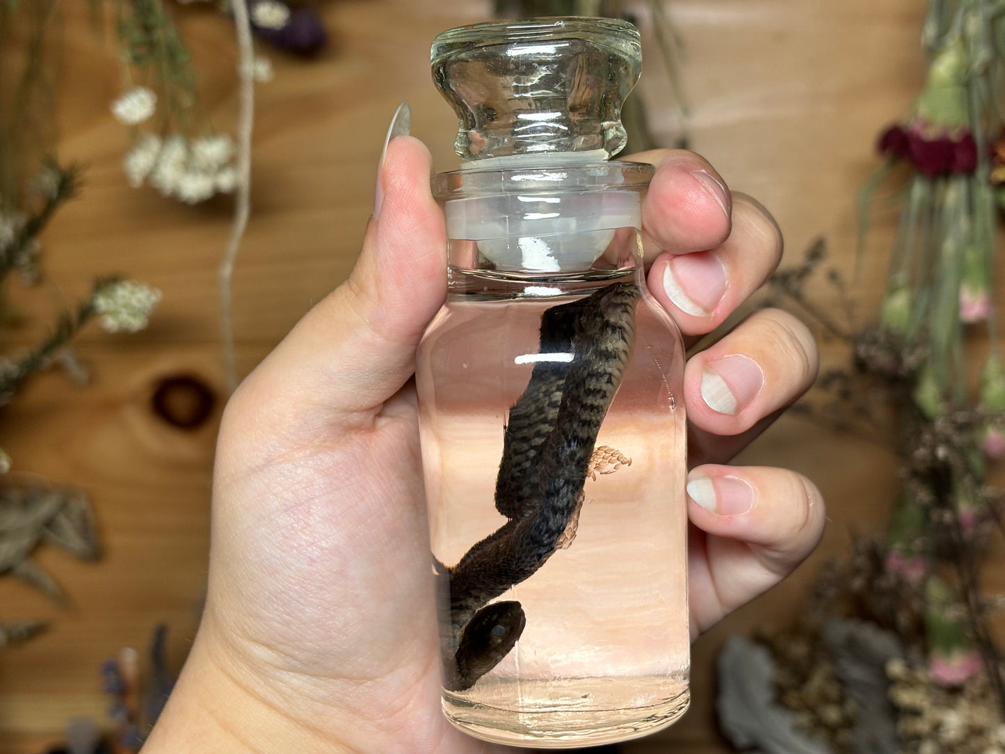 baby water snake wet specimens