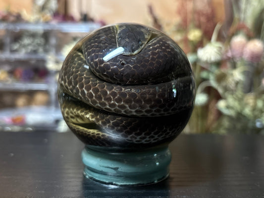 sunbeam snake in globe wet specimen