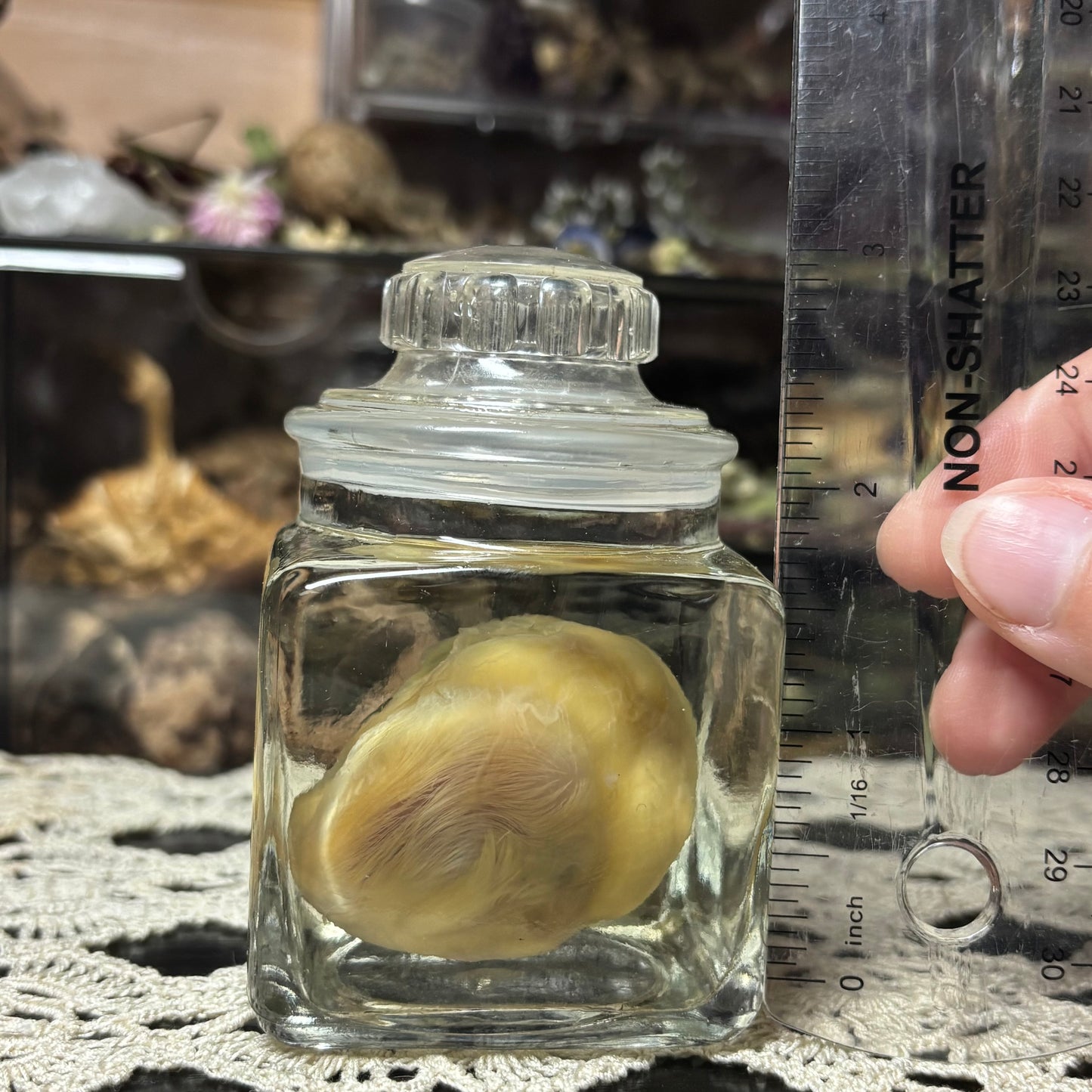 embryonic duckling wet specimen