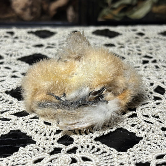 mummified silkie chick