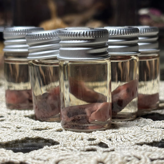 domestic rabbit embryo wet specimen