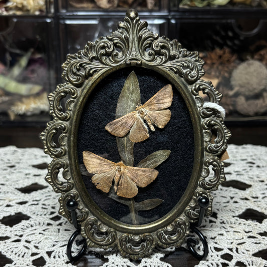 pair of little tan moths vintage frame