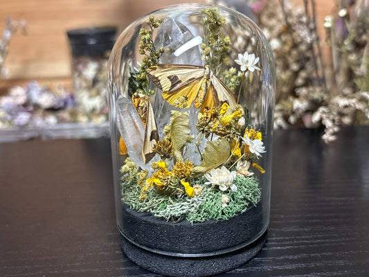 clymene moth pair cloche