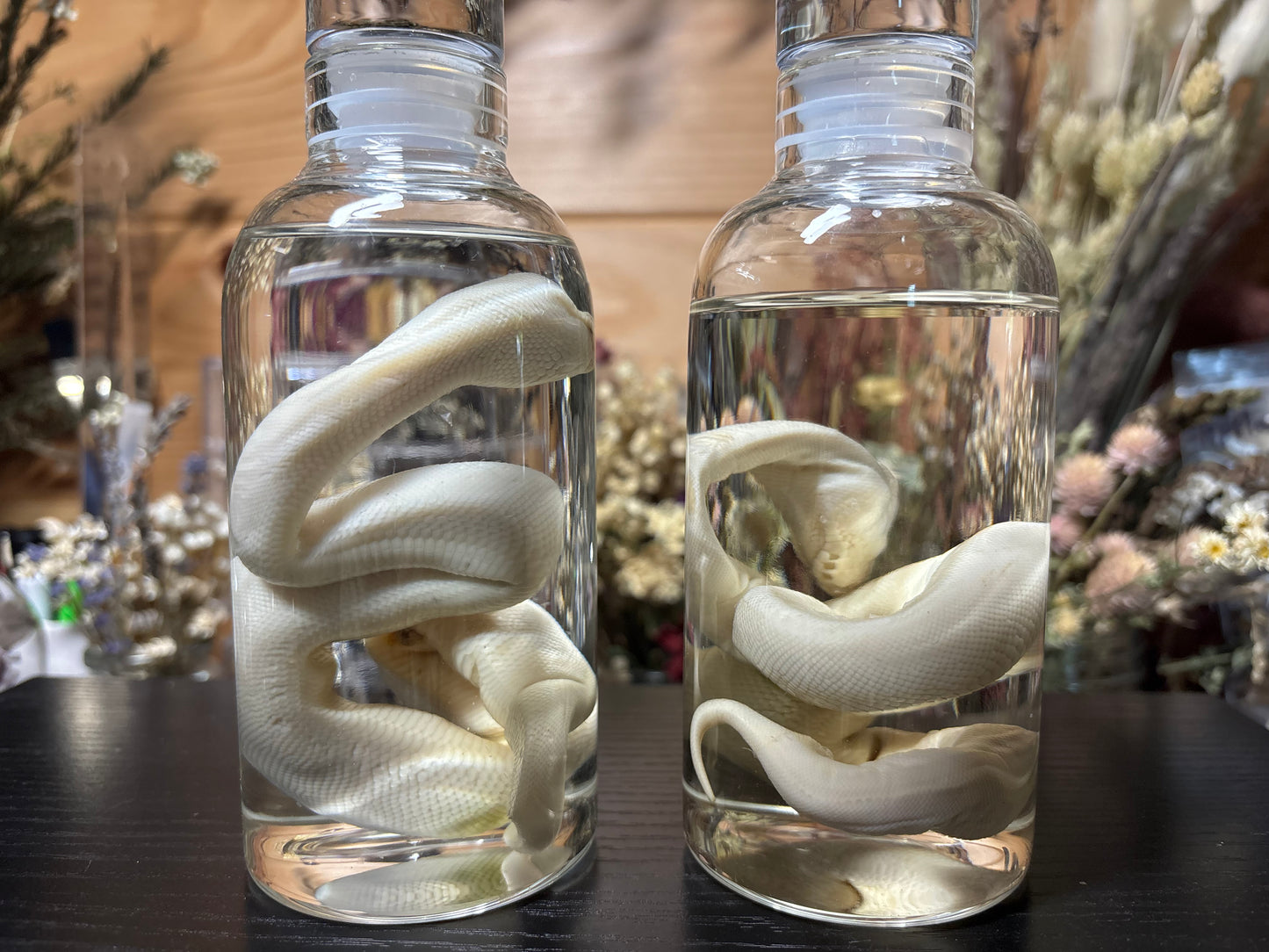 stillborn deformed ball python wet specimens