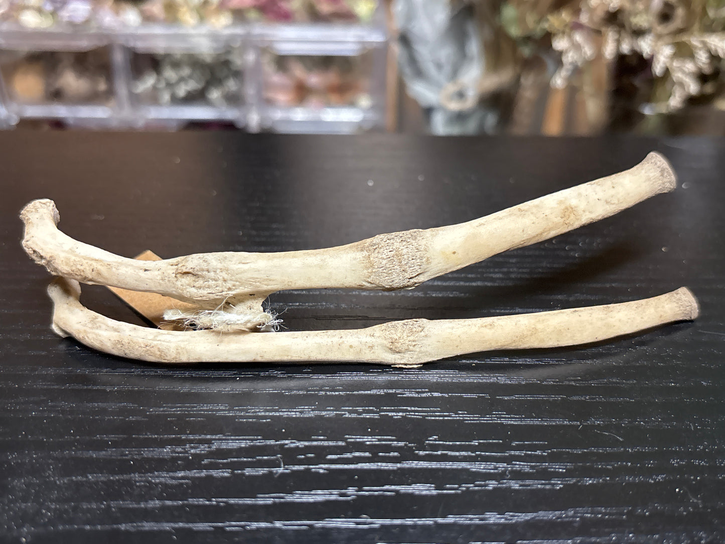 pathological nature cleaned baby goat ribs
