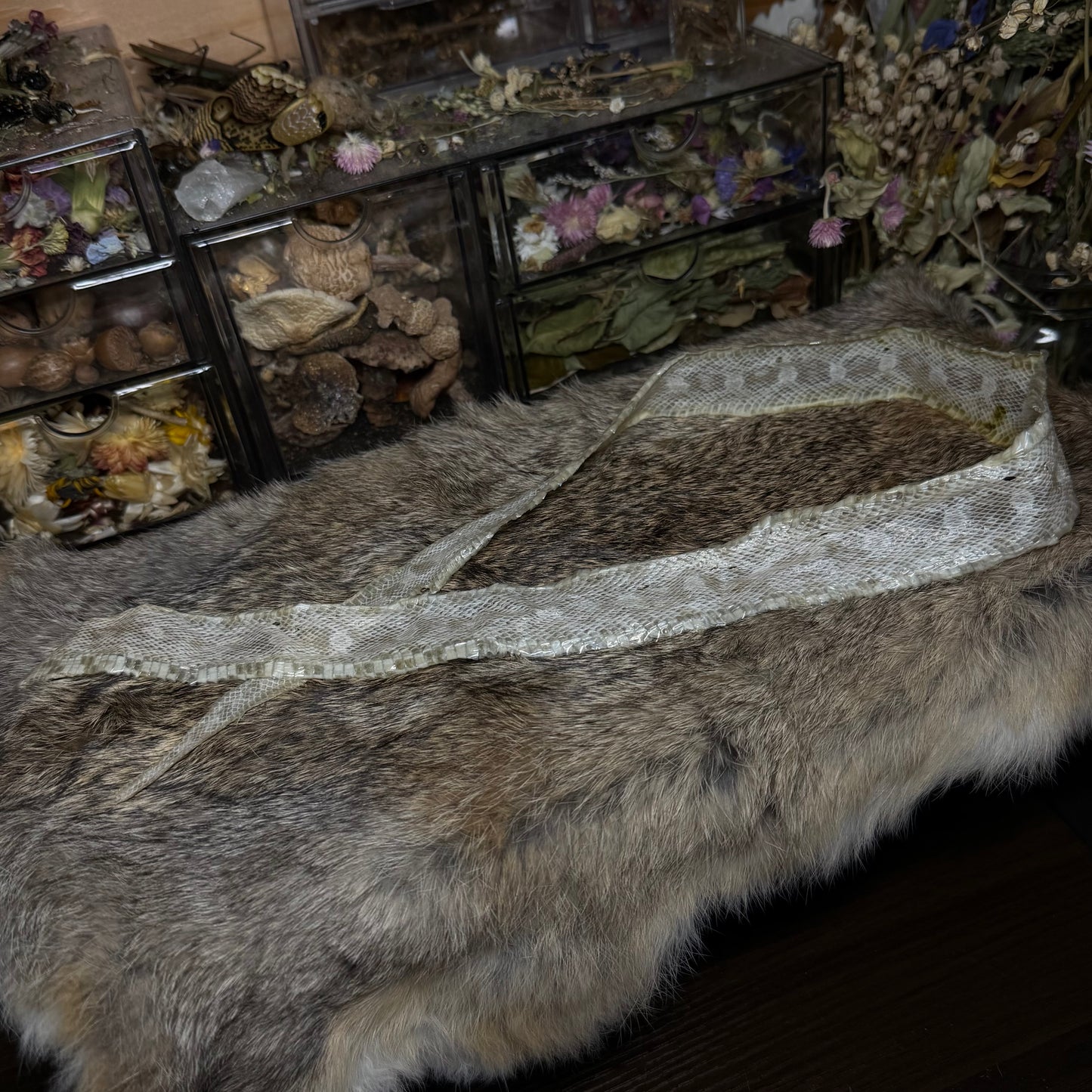 snow corn snake hide