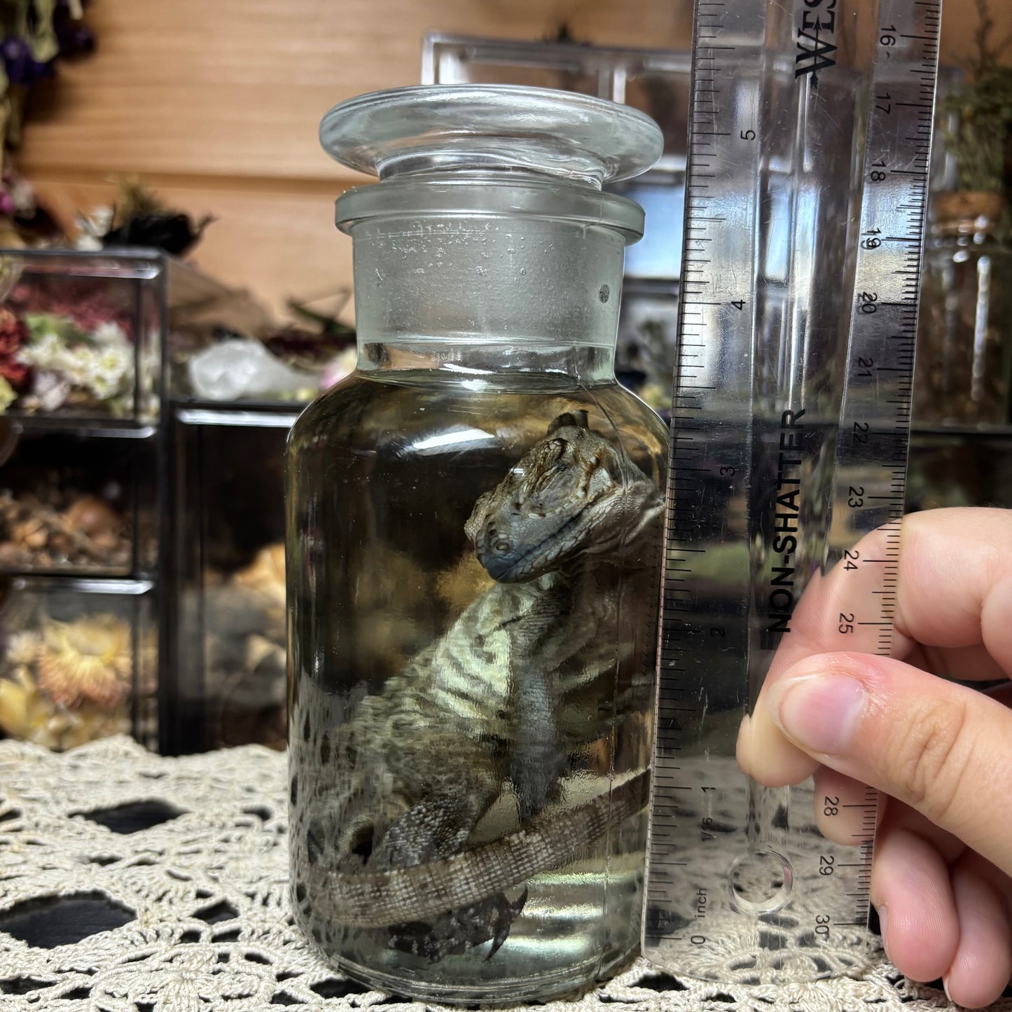 baby rhino iguana wet specimen
