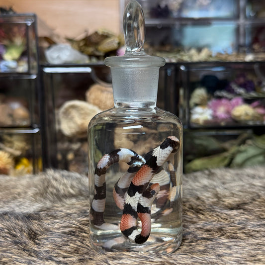 baby milk snake wet specimen
