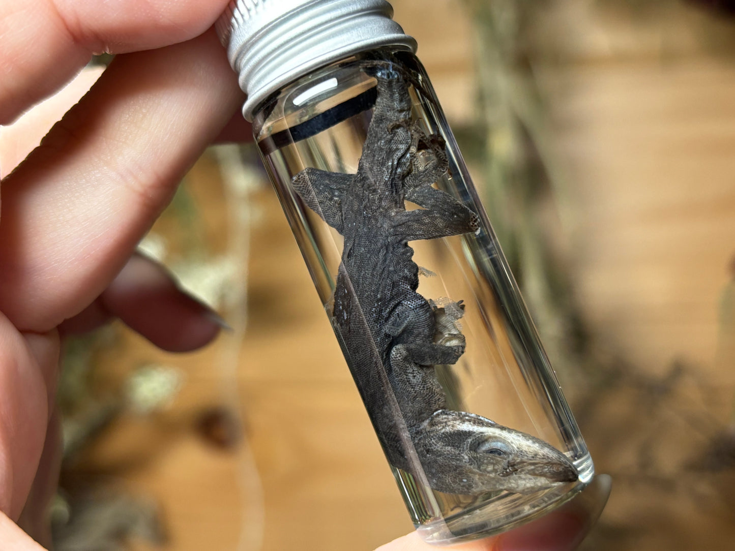 green anole wet specimens