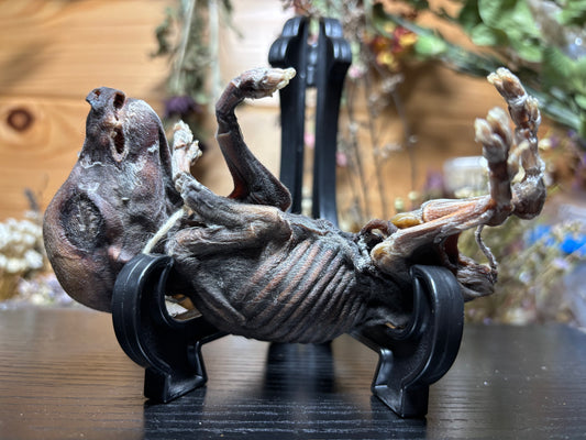 mummified fetal wild boar piglet