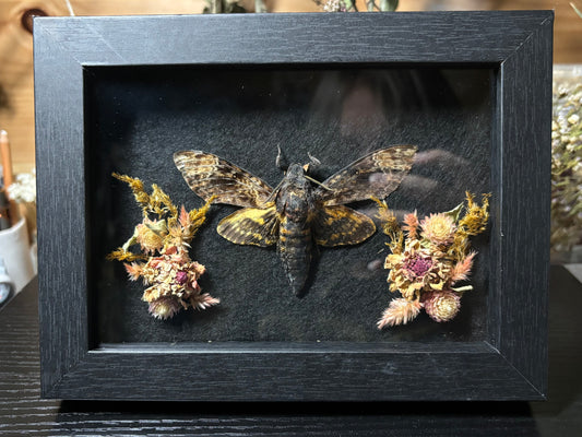 death head moth frame