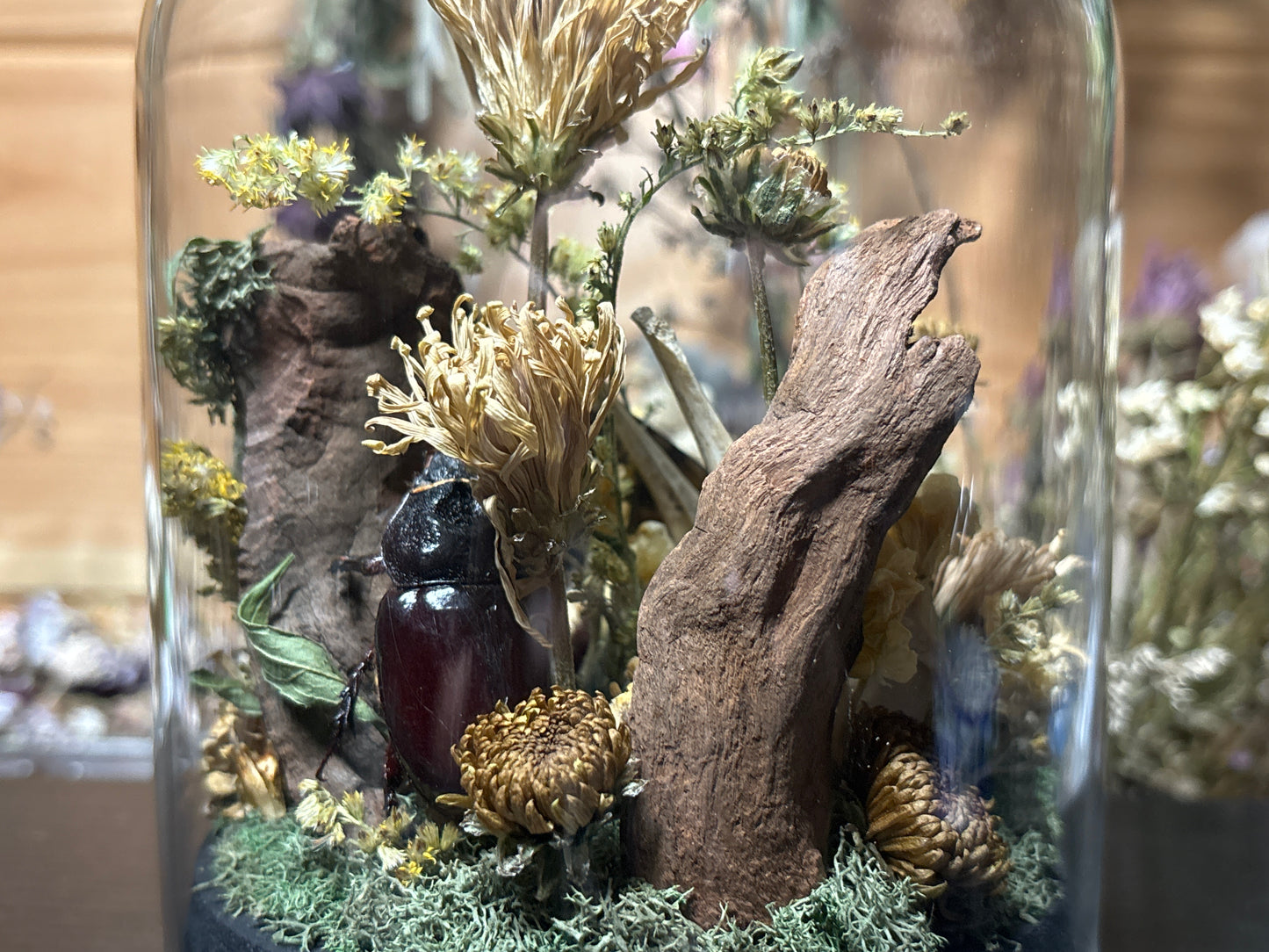 deathhead moth ‘communal’ cloche