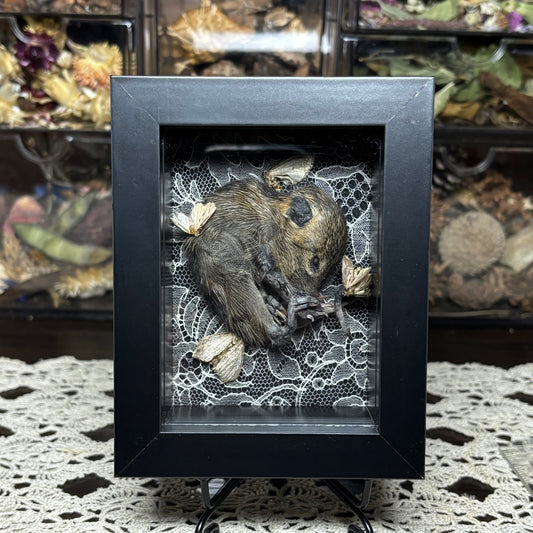 baby nutria & moths frame