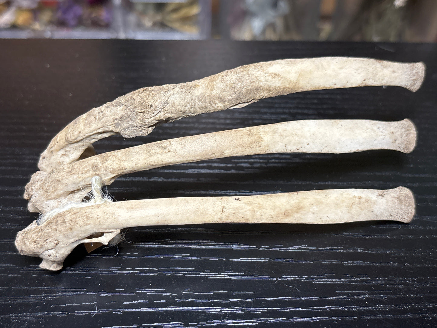 pathological nature cleaned baby goat ribs