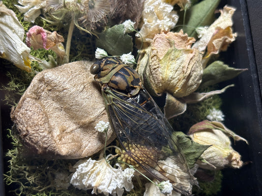 rat head garden shrine frame