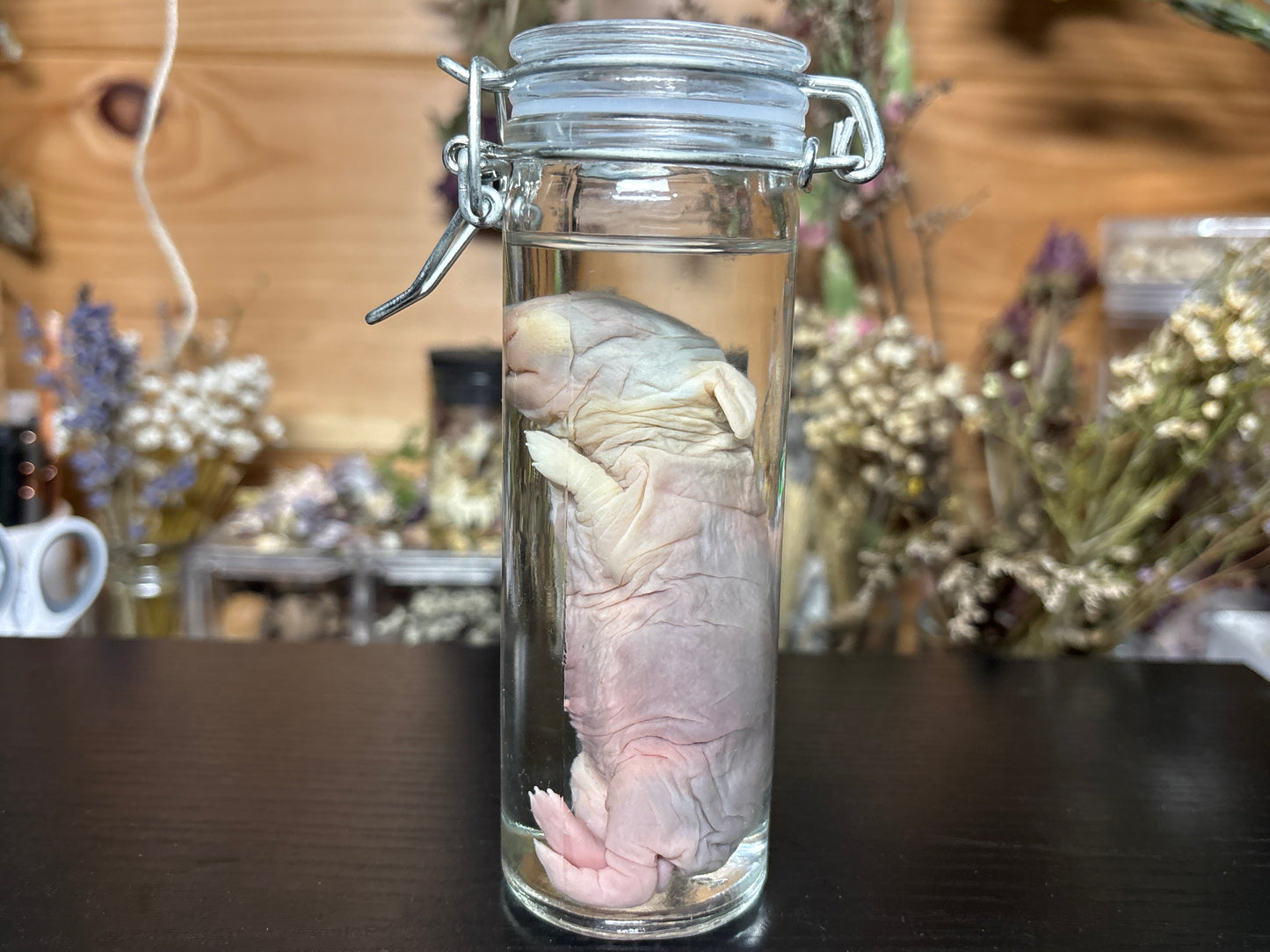 newborn domestic rabbit wet specimen