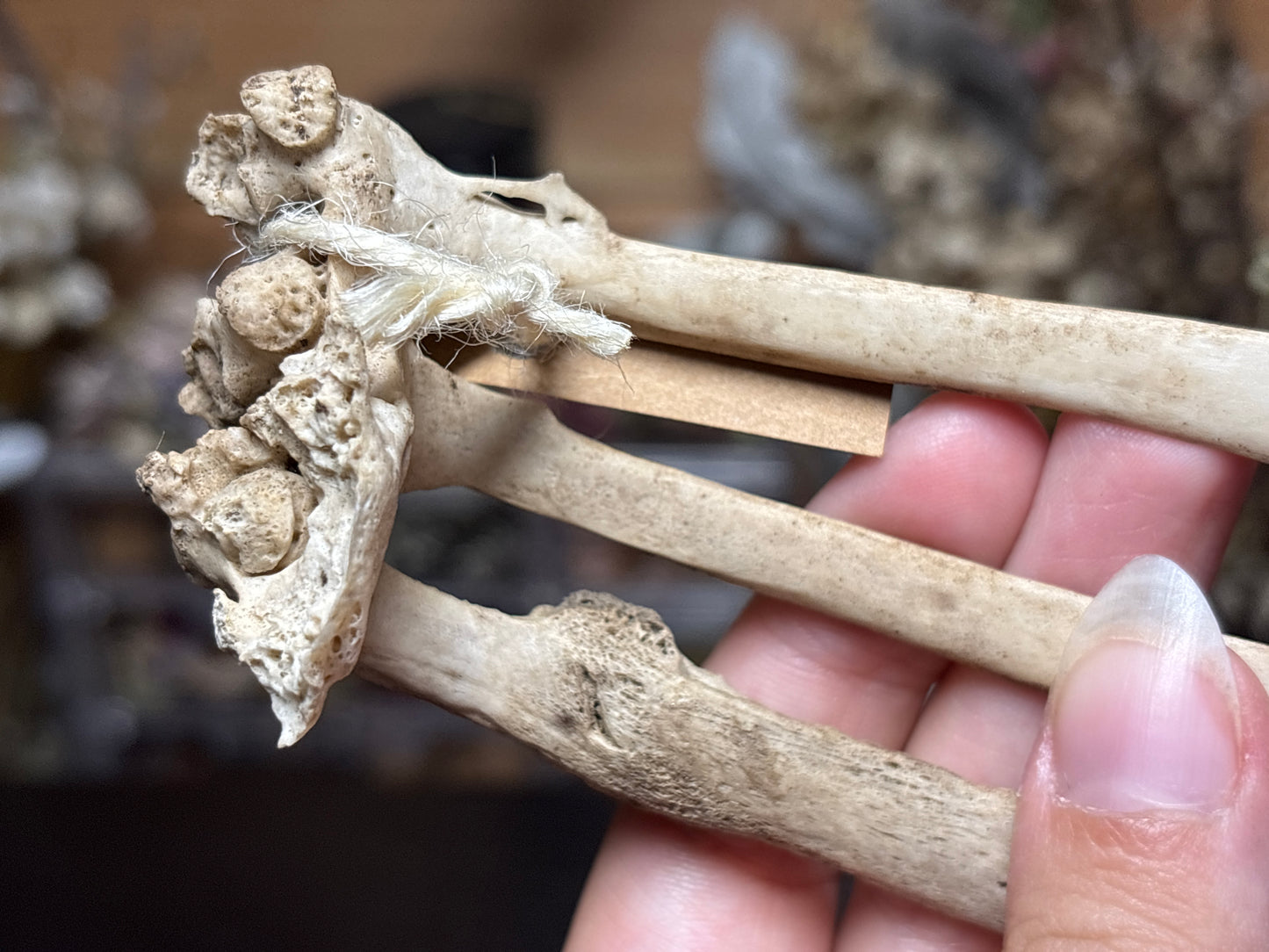 pathological nature cleaned baby goat ribs