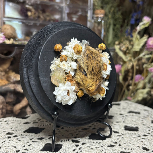 baby cottontail rabbit head wood circle plaque