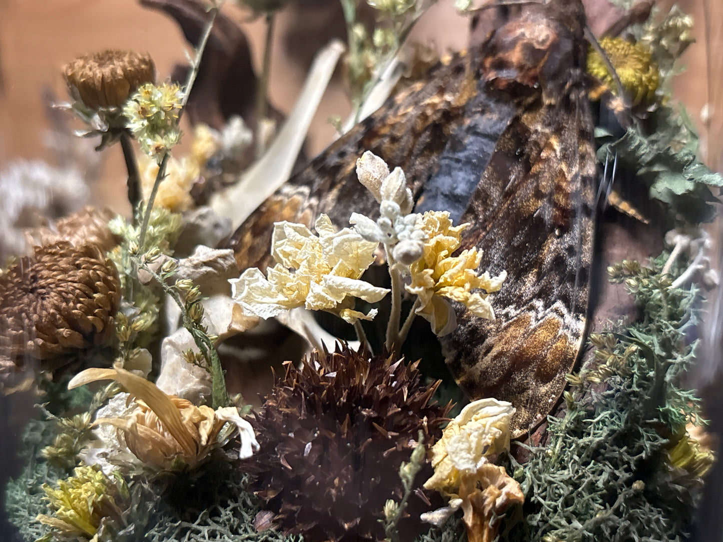 deathhead moth ‘communal’ cloche