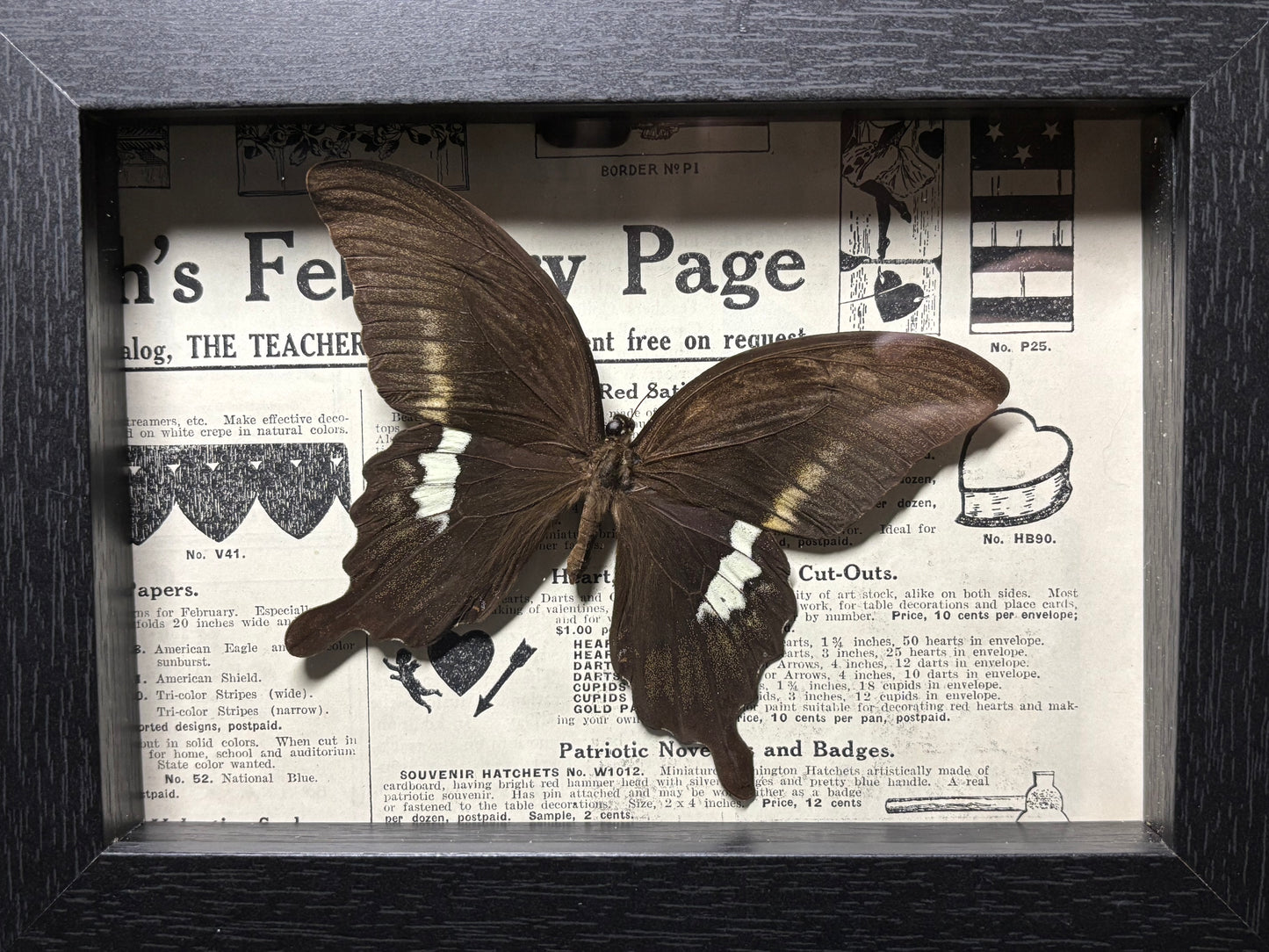 black swallowtail butterfly frame