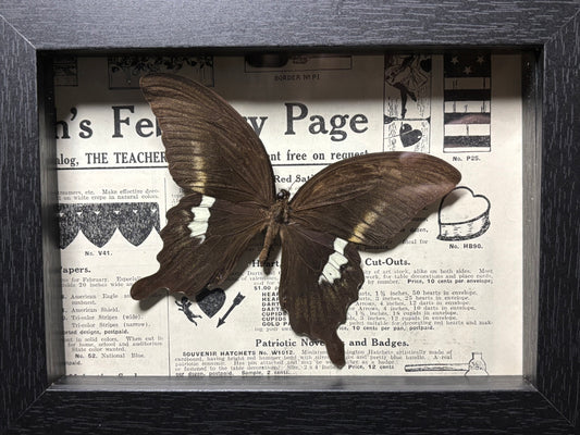 black swallowtail butterfly frame