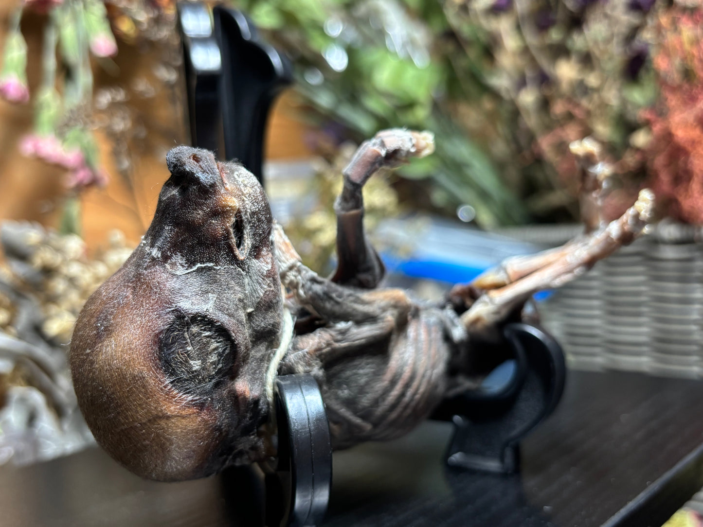 mummified fetal wild boar piglet