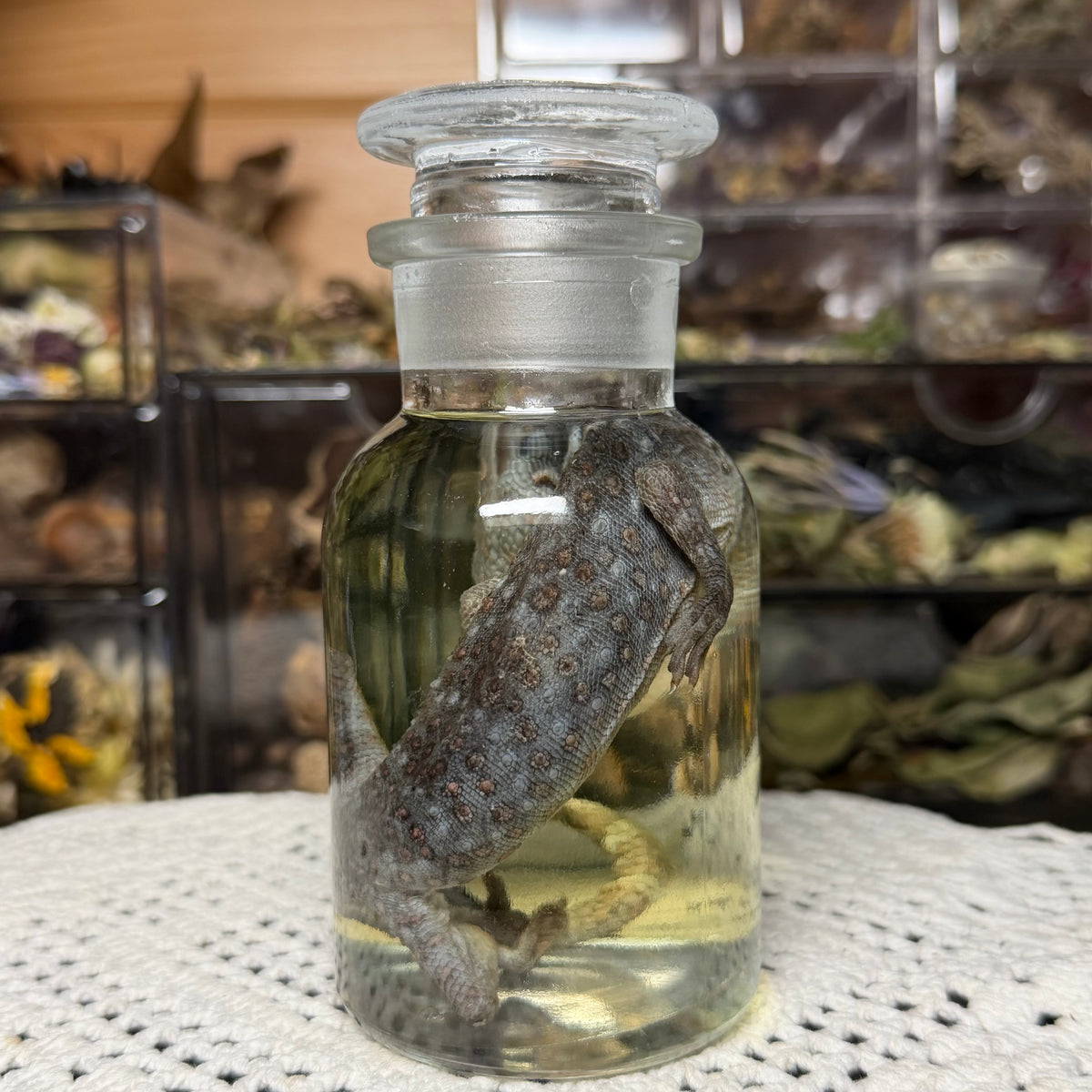 tokay gecko wet specimen