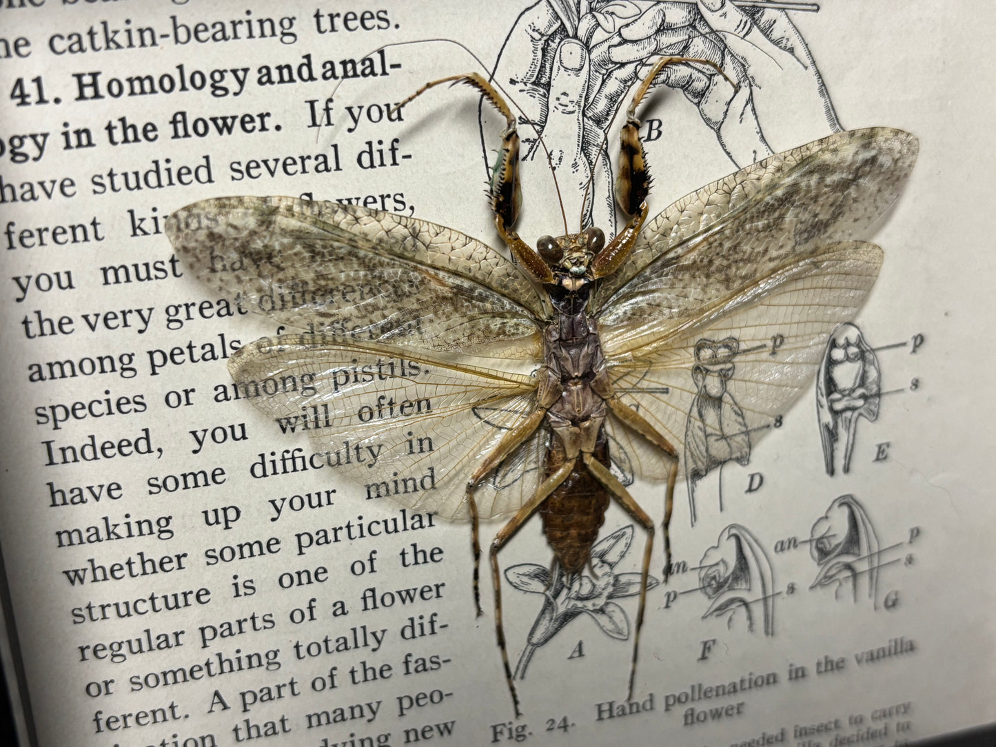 bark mantis frame