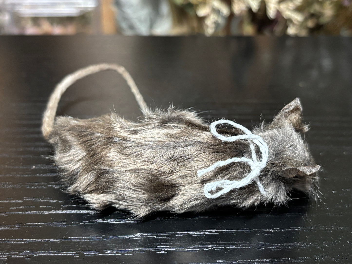 mummified silver adult fancy mouse