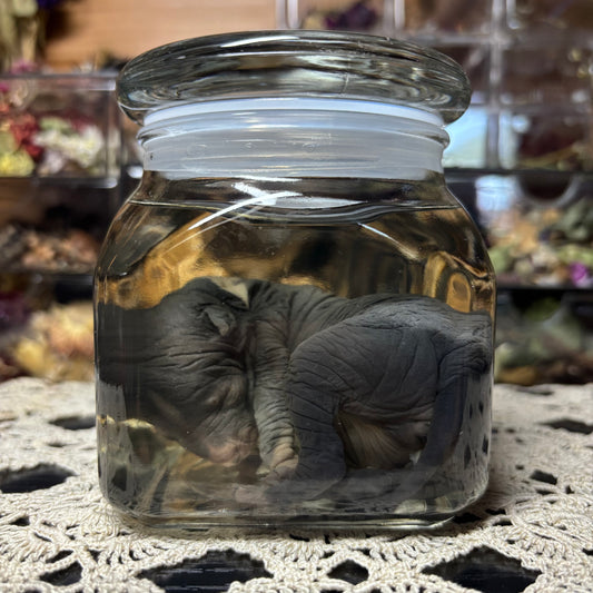 newborn hairless chinese crested puppy