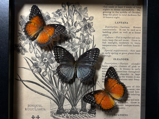 lacewing butterfly trio frame