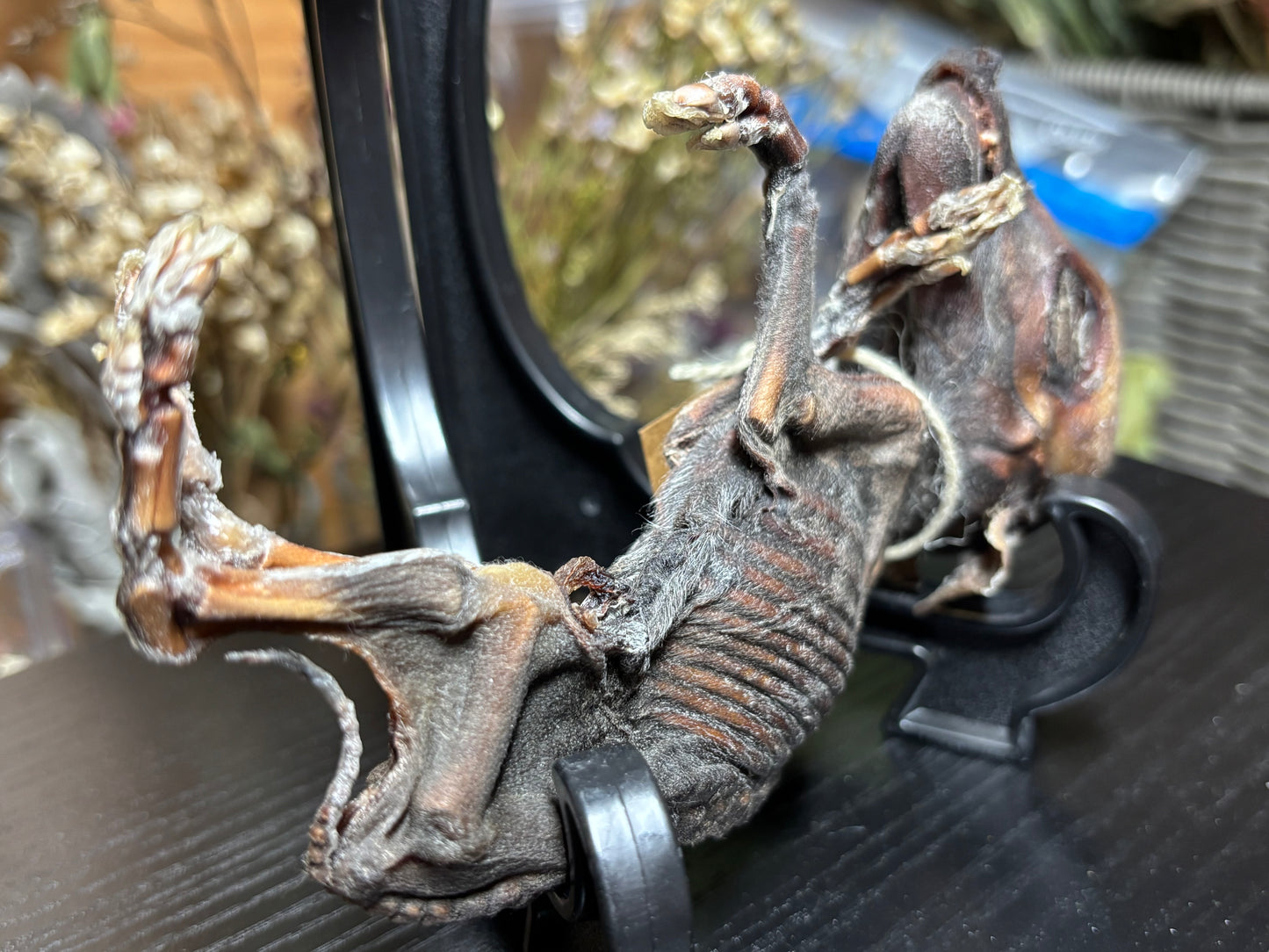 mummified fetal wild boar piglet