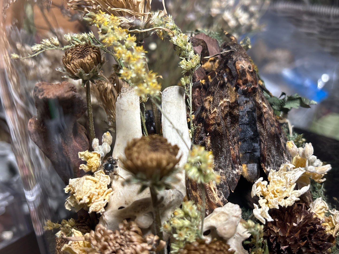 deathhead moth ‘communal’ cloche
