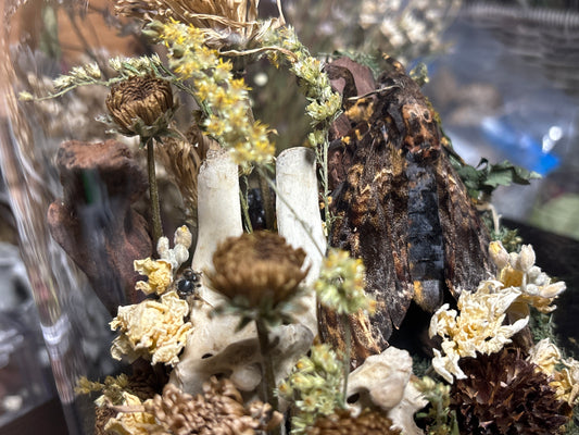 deathhead moth ‘communal’ cloche