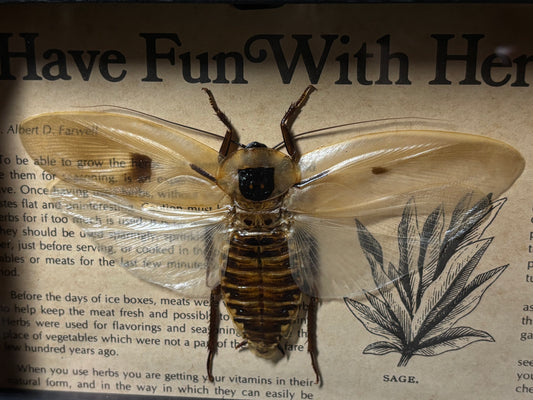 brown cockroach frame