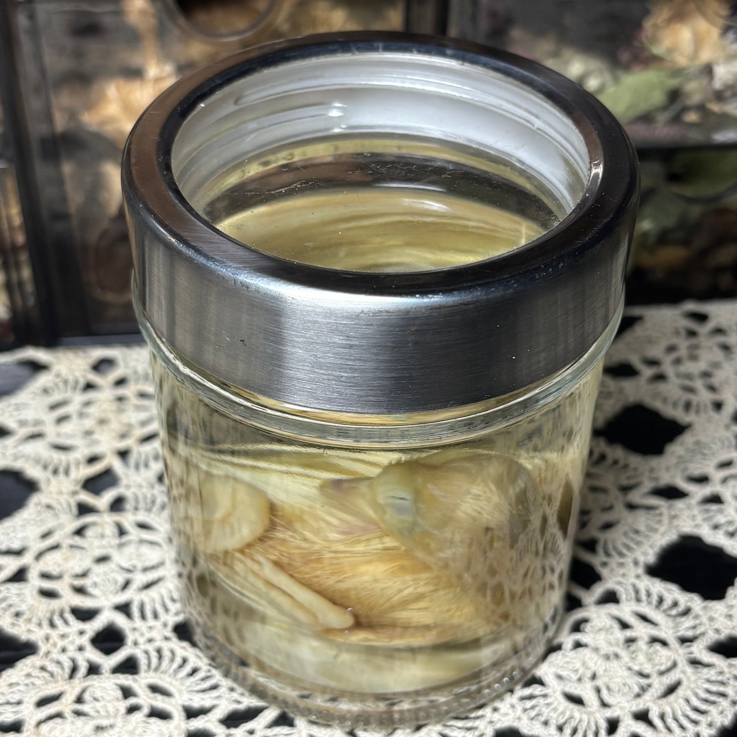 white peachick hatchling wet specimen
